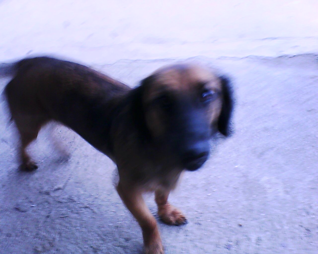 Belina